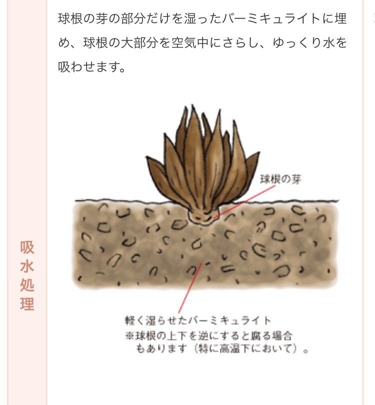 新ラナンキュラス！ 吸水って逆さまにして行うの⁉️