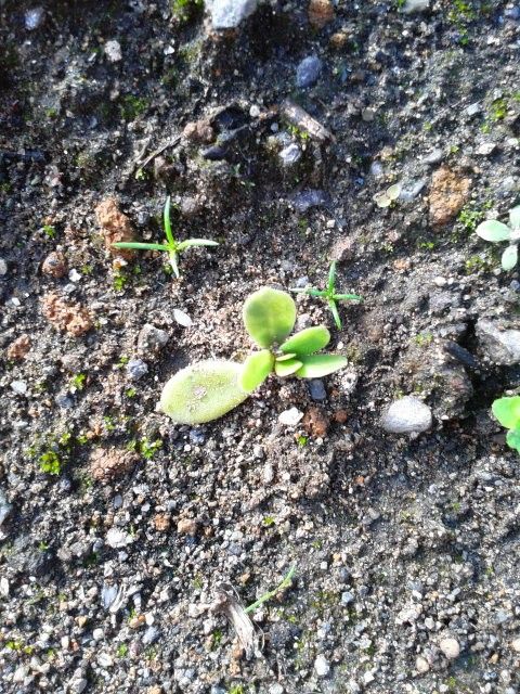 ポーチュラカ　その７　また夏にね(^_-) 地植えの残党