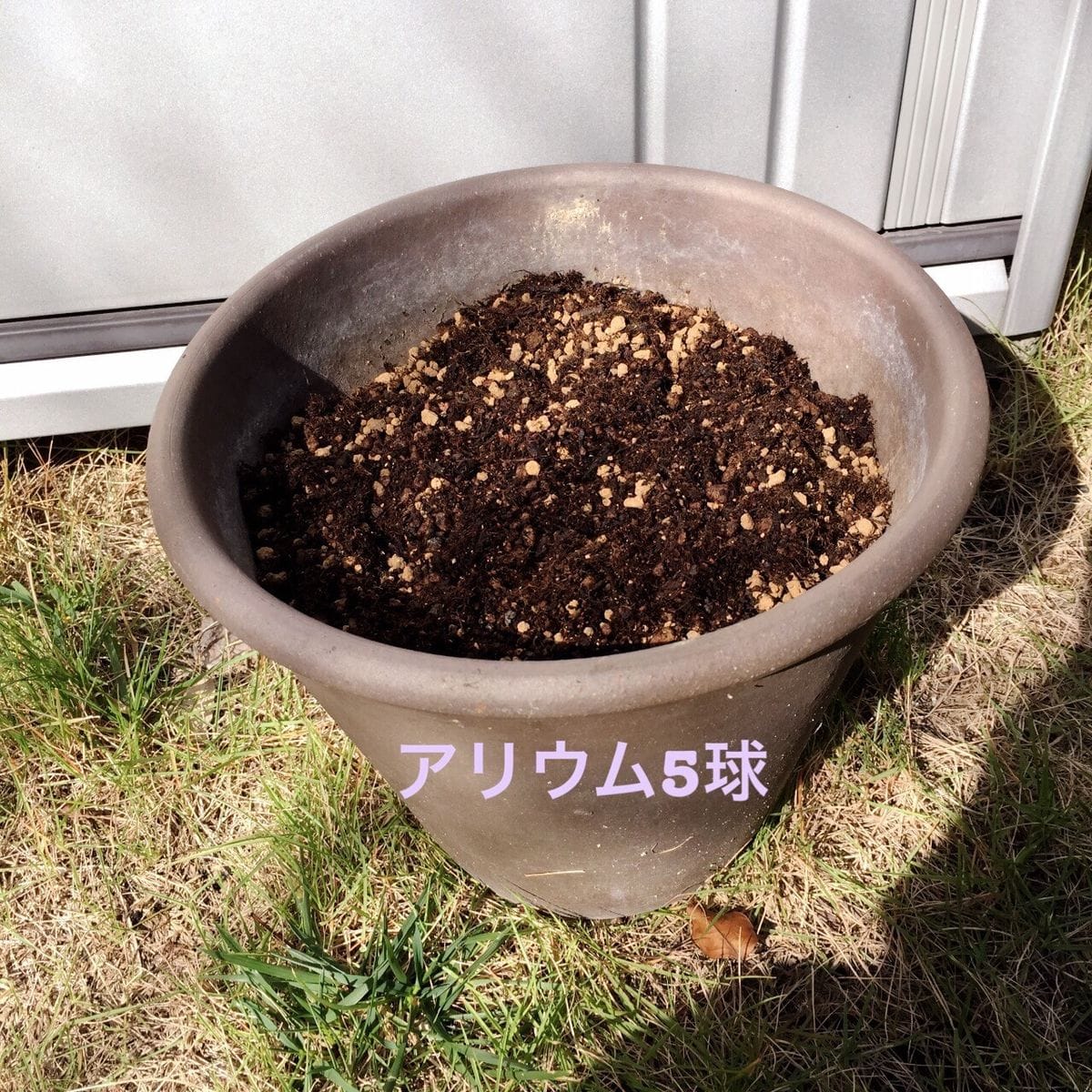 アリウム5球 植え付け