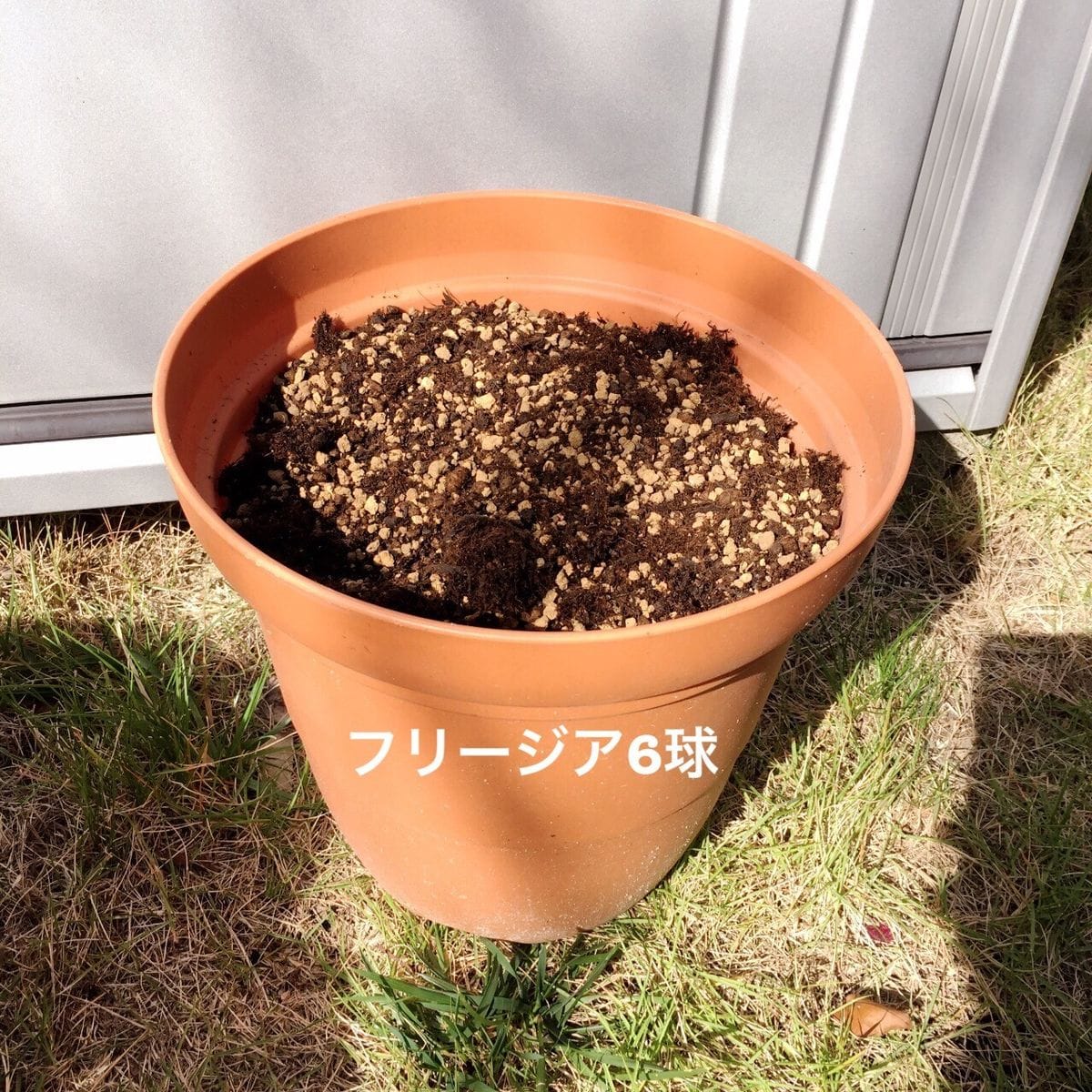 綺麗に咲くかなフリージア 植え付け