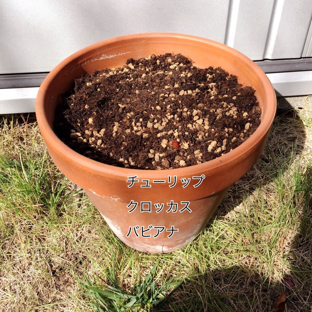 初バビアナ 秋植え球根軍② 植え付け