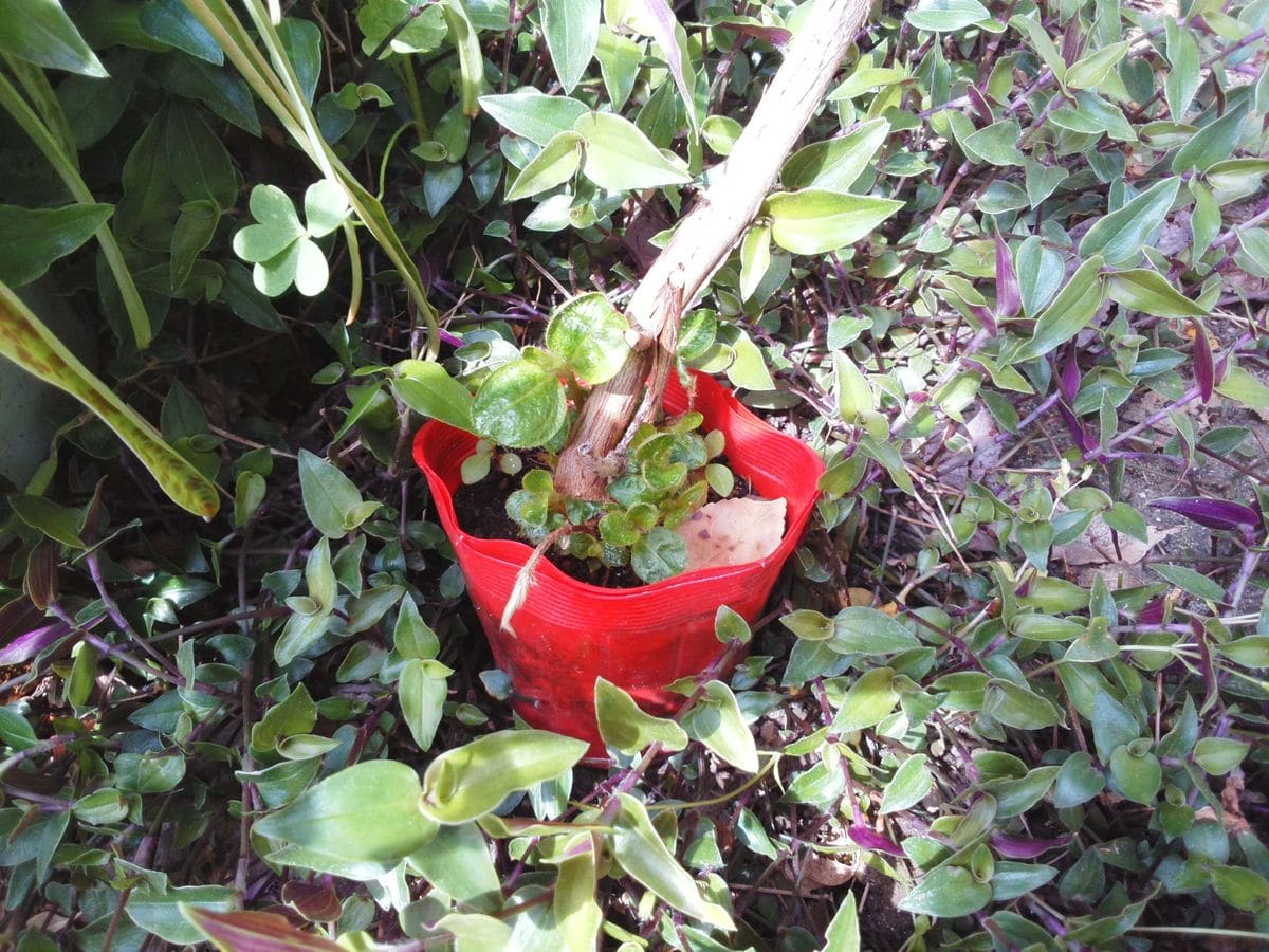 シコンノボタンを育てる 芽が出る