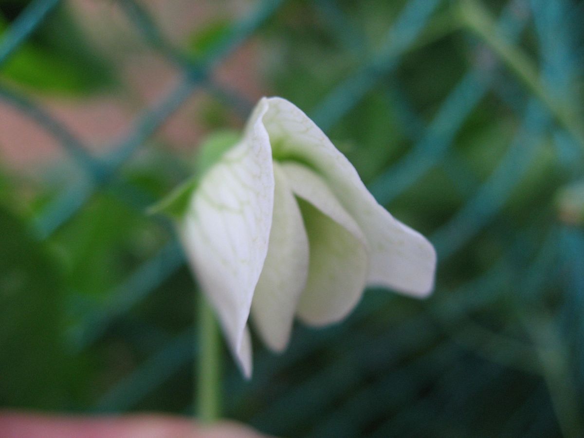 スナップエンドウうまく育つかな？ 初めて　1輪花が咲きました