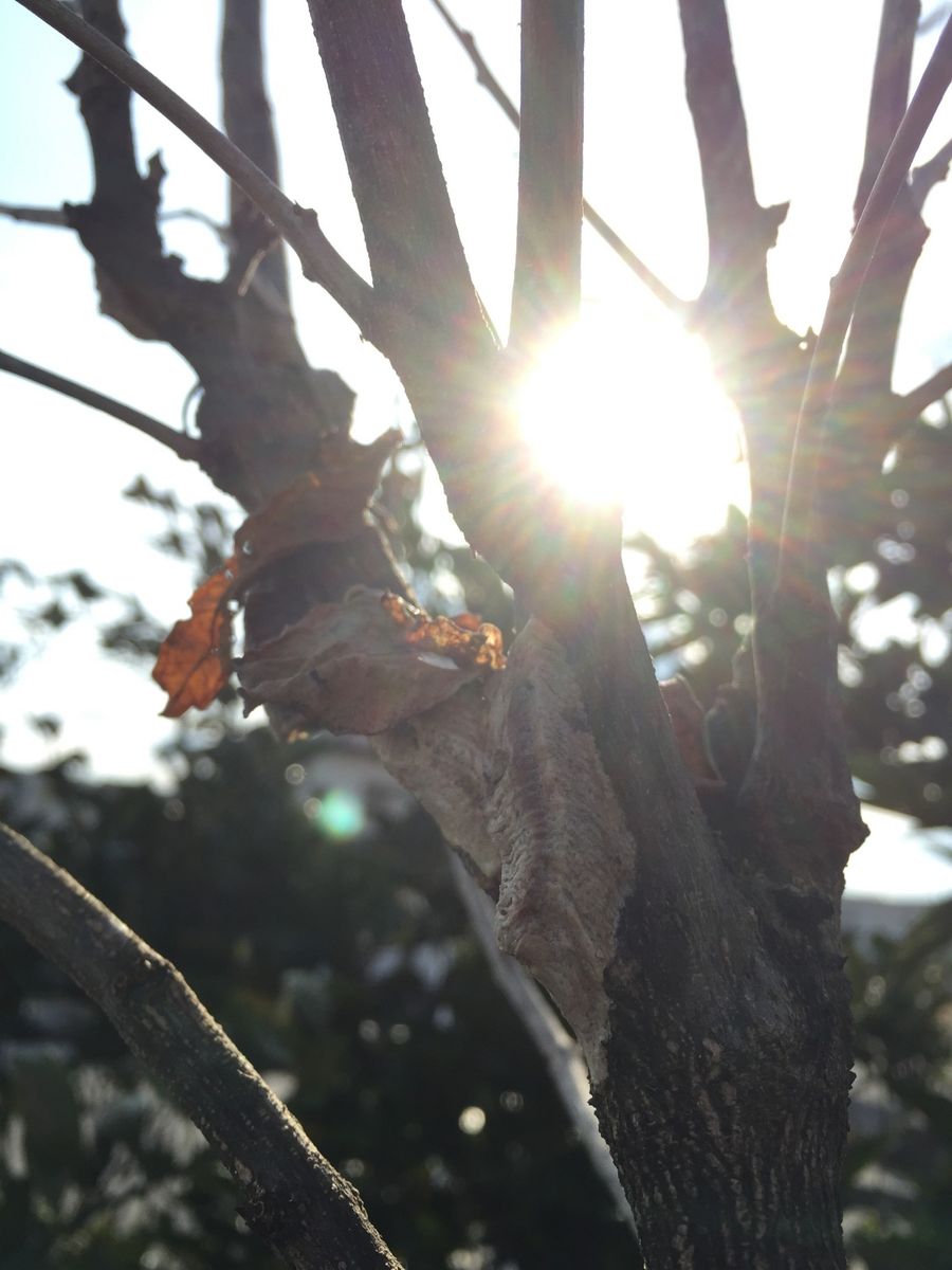 今年も実りますように 蛾の卵かなー？