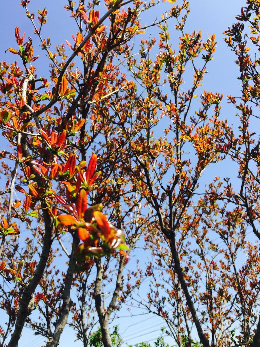 今年も実りますように 芽吹き