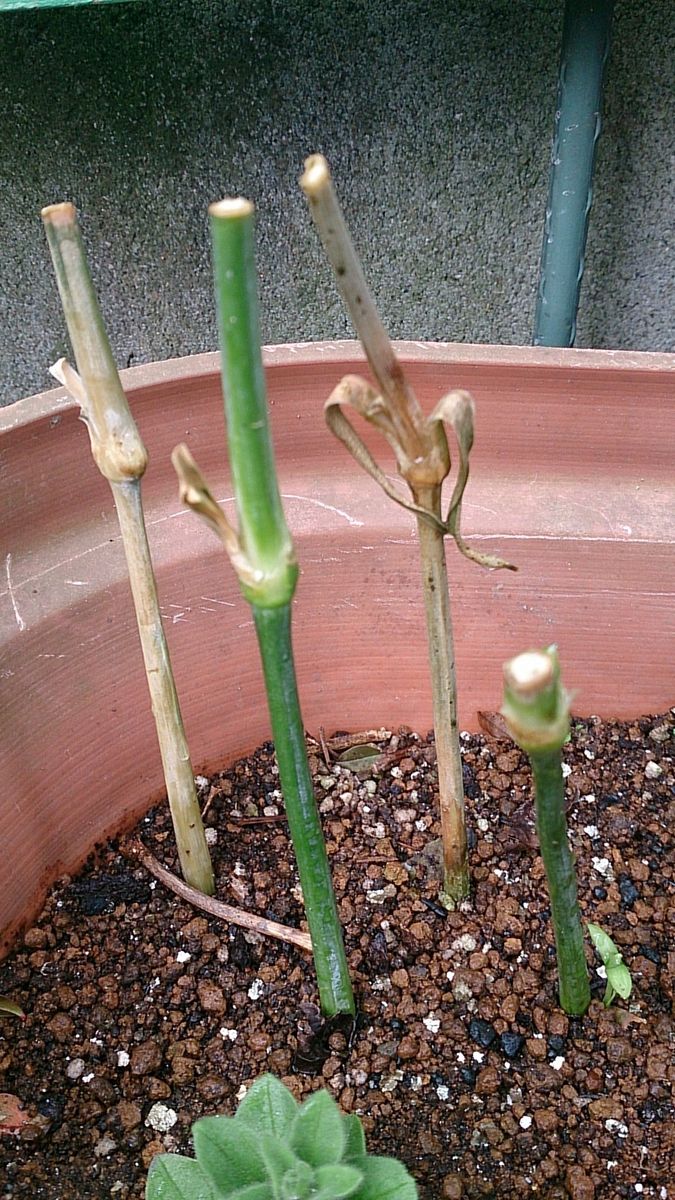 切り花で購入したカーネーションの茎を挿して再び花を咲かせよう。 (3/26)土に植え替える