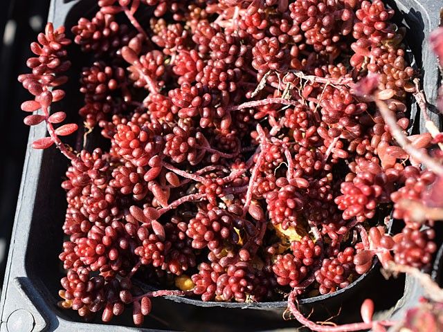 冬の野ざらし多肉実験２ 実験結果発表１セダム　アルブム系