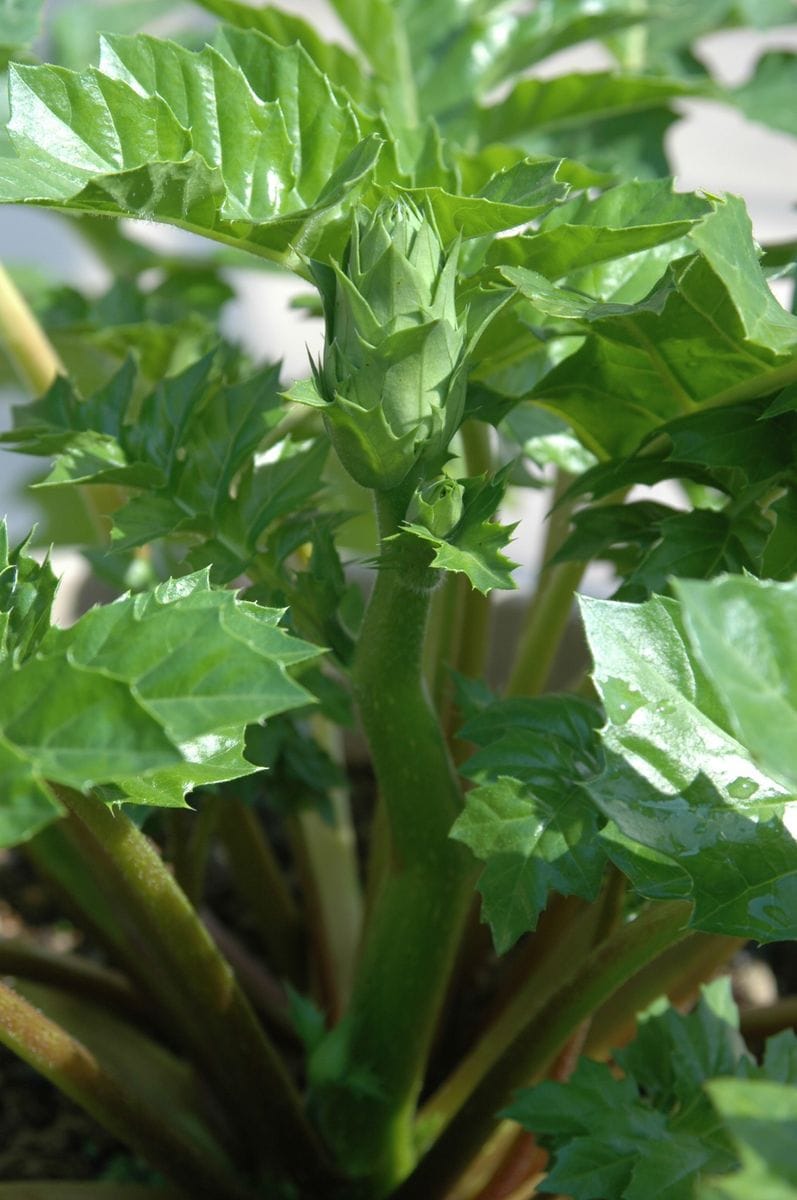 アカンサスモリス（スタンダード種） これは花茎では？