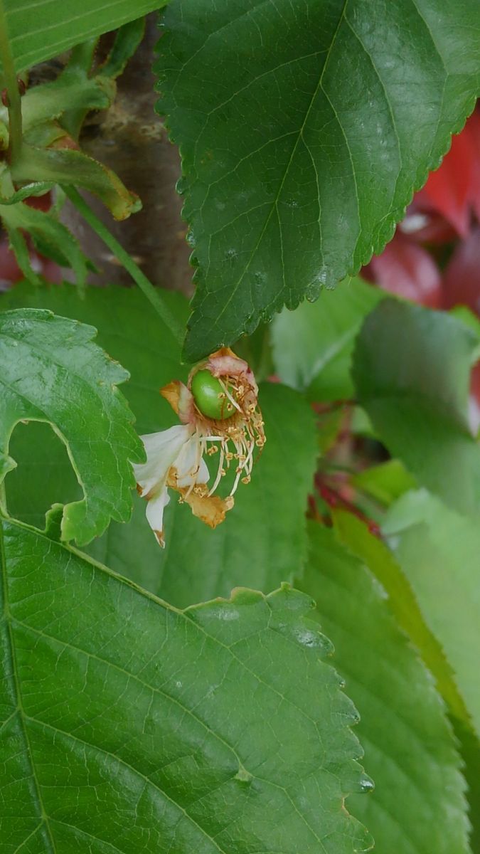 紅きらり 結実