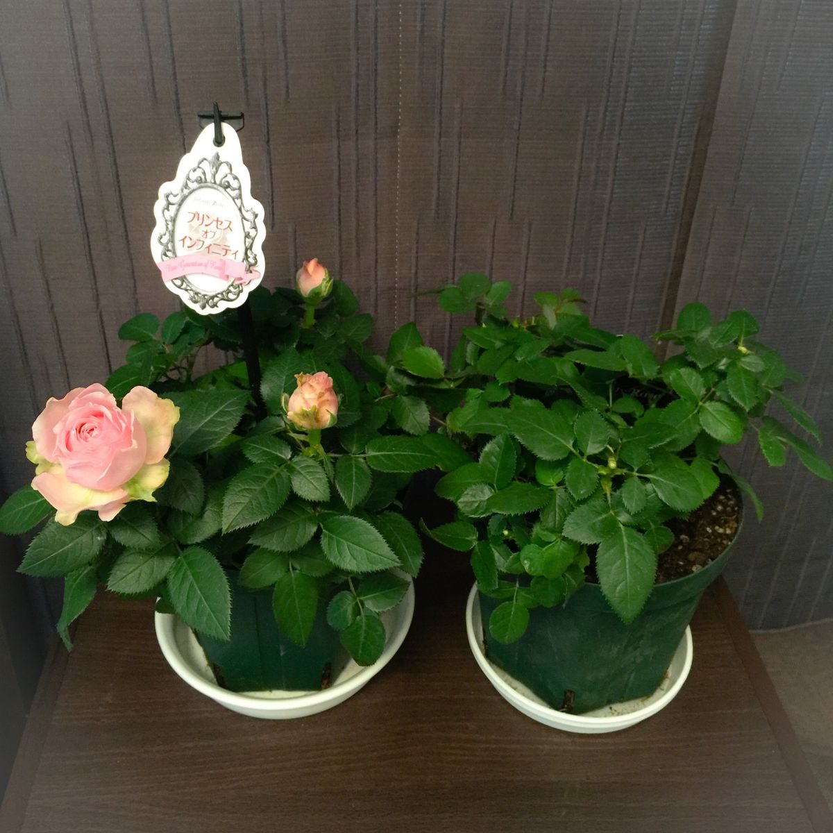 初めてのバラ（ミニバラ）栽培！ 植え替えと摘花