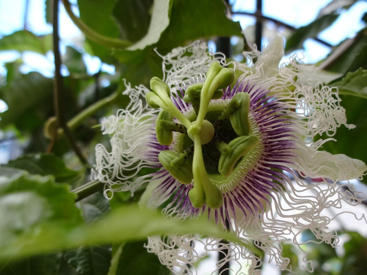 花も実も可愛いよ 花　咲き始めました