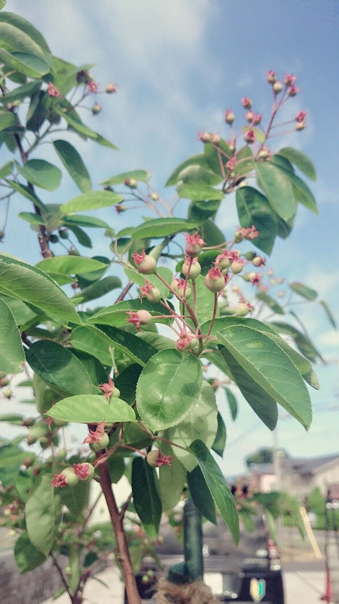 ぐりんりんの🌱お庭(ジューンベリー) 可愛い赤い実