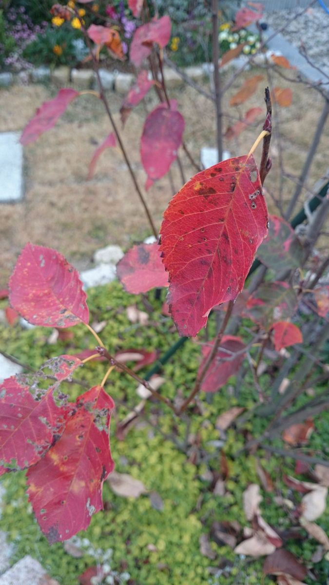 ぐりんりんの🌱お庭(ジューンベリー) 真っ赤に紅葉しています