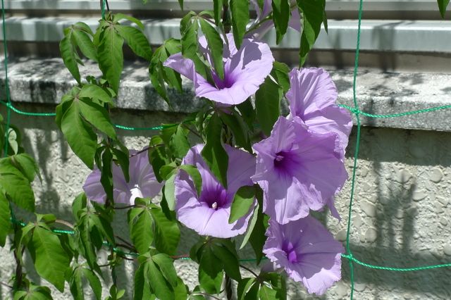 緑のカーテンにチャレンジ 琉球朝顔開花しました