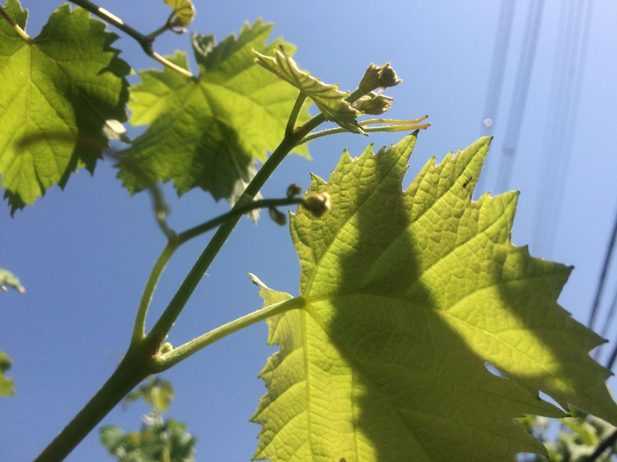 シャインマスカット栽培開始 初めての花芽