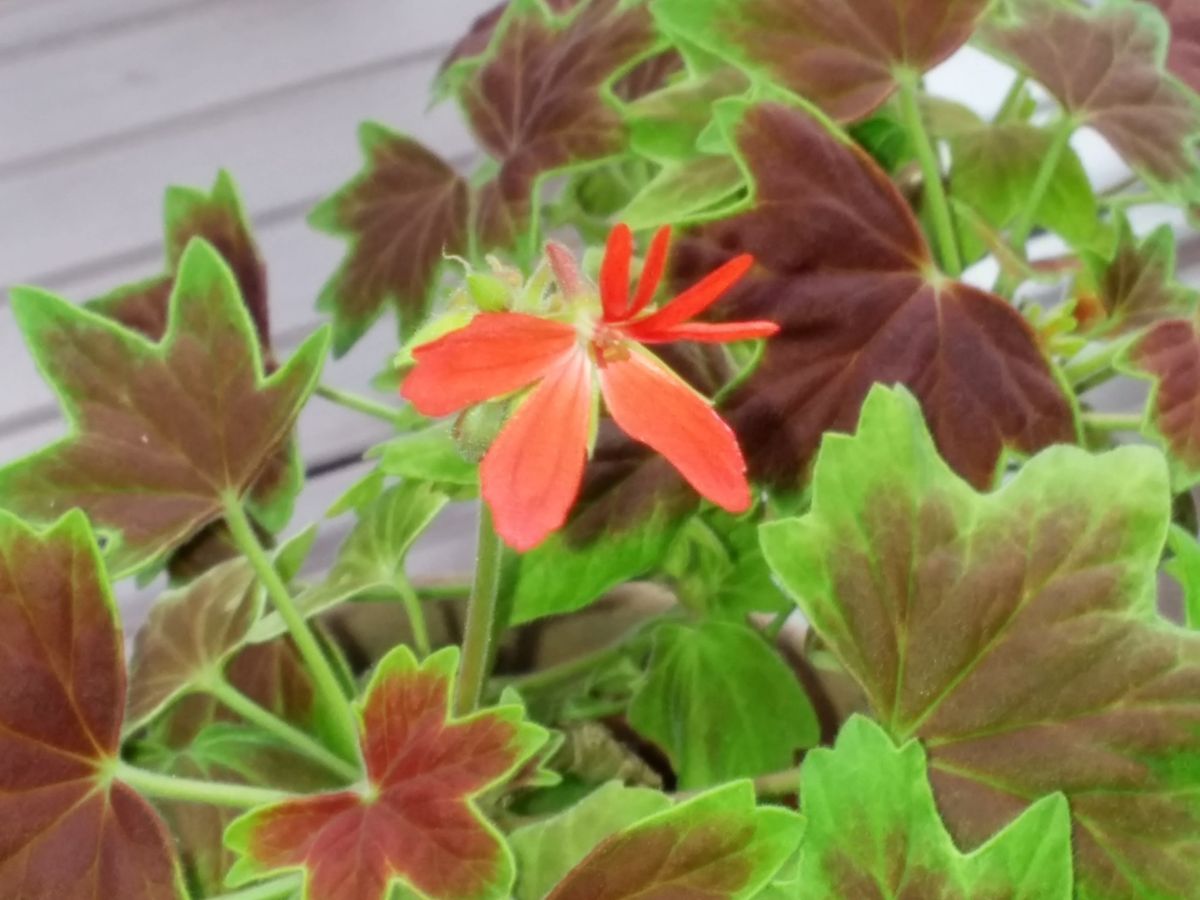 きれいなモミジ葉 開花一輪