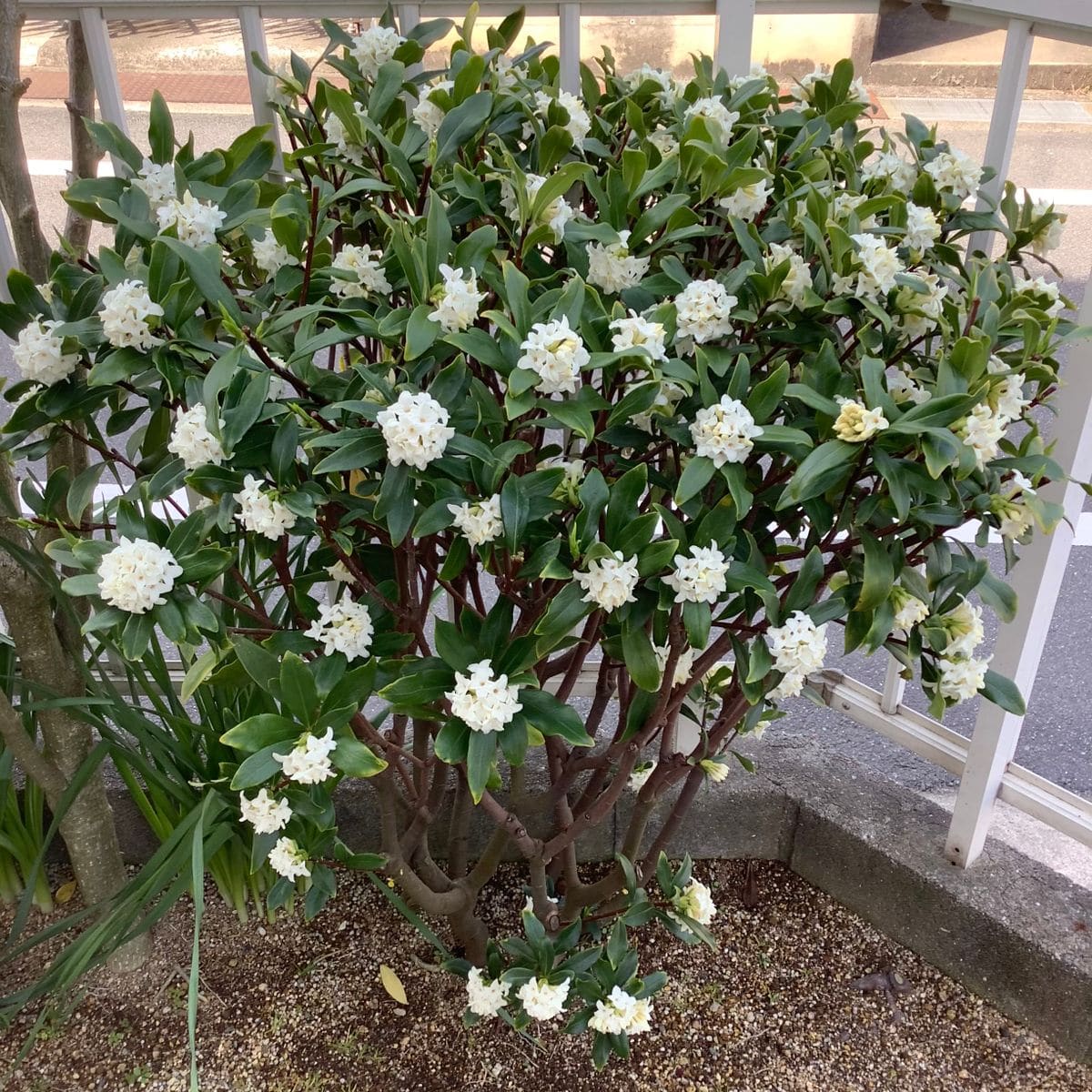 シロバナ沈丁花の一生 剪定ミス‼️