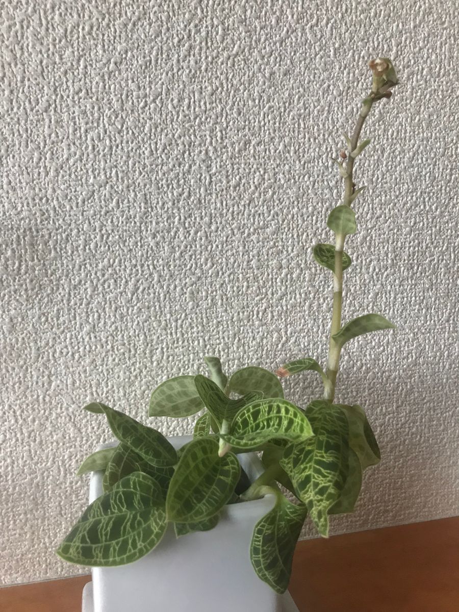 ジュエルオーキッド 開花