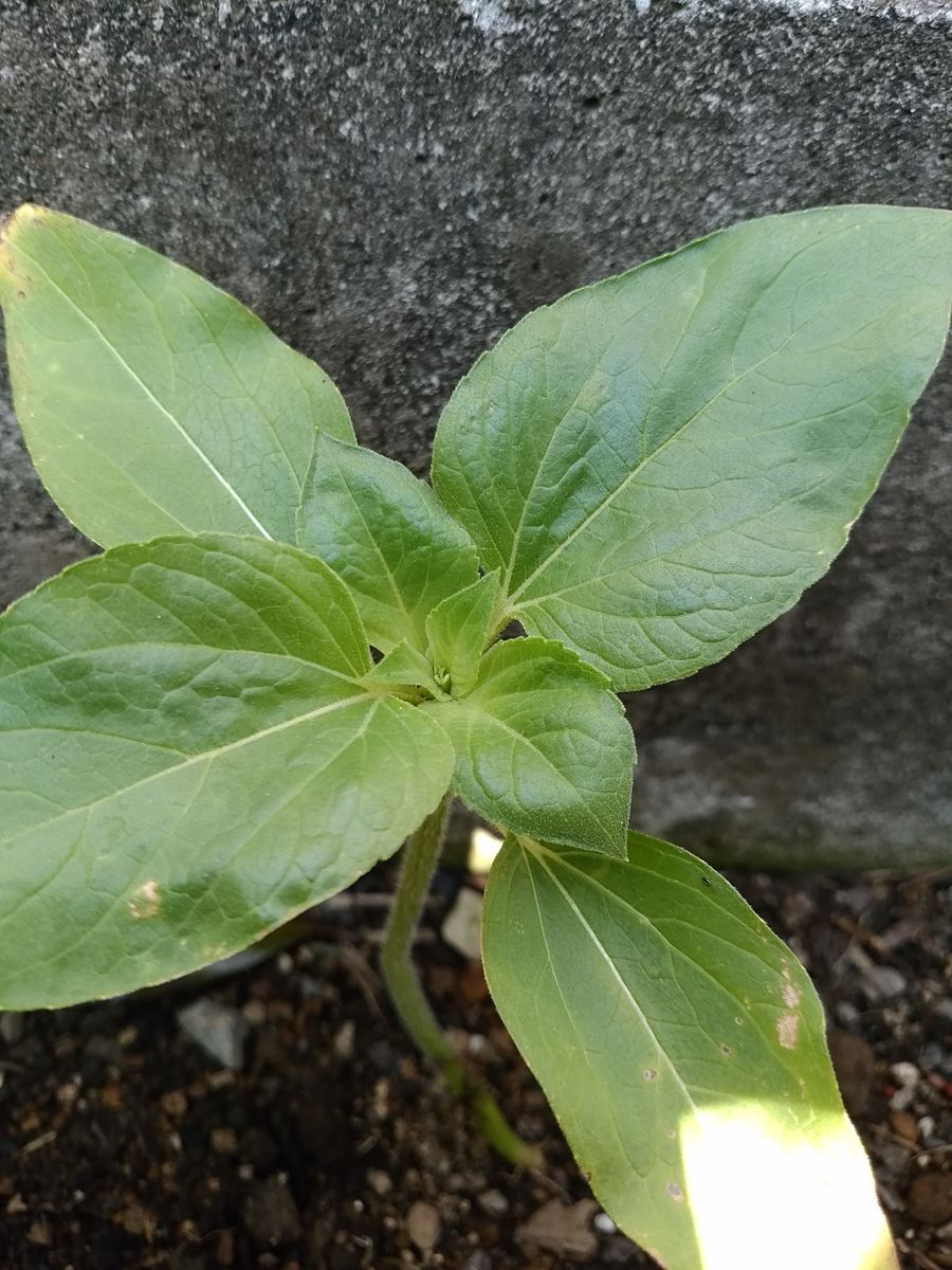 佐用町のヒマワリ 定植