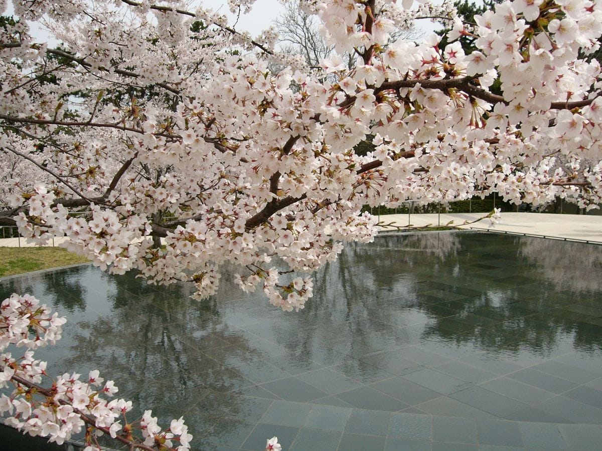 屋内に飾る目的のミニムスカリ育成　パート① 新潟の桜　2004.4.5.