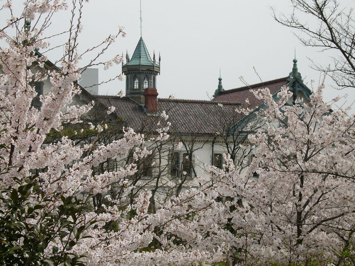 屋内に飾る目的のミニムスカリ育成　パート① 桜と新潟県政記念館