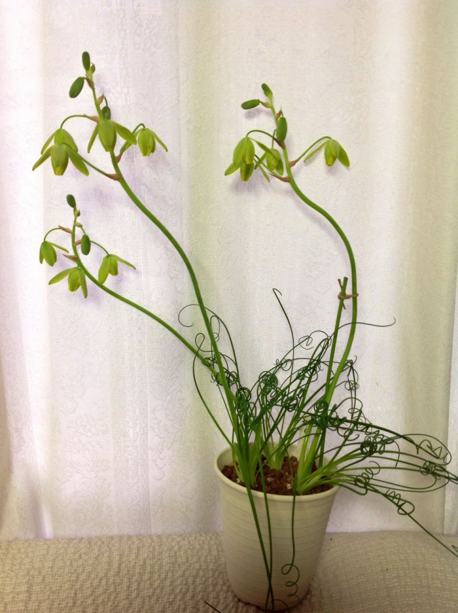 アルプカスビラリスフリズルシズルj 植え替えしないまま成長して