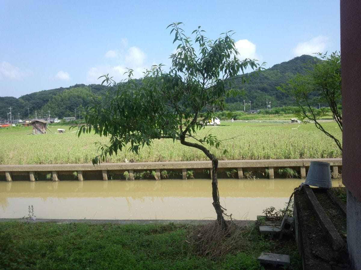 アーモンド大好き 雨が止み　水か退きました