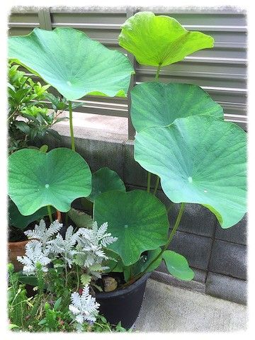 蓮の花を咲かそうプロジェクト 今や立派な立ち葉が出てきています