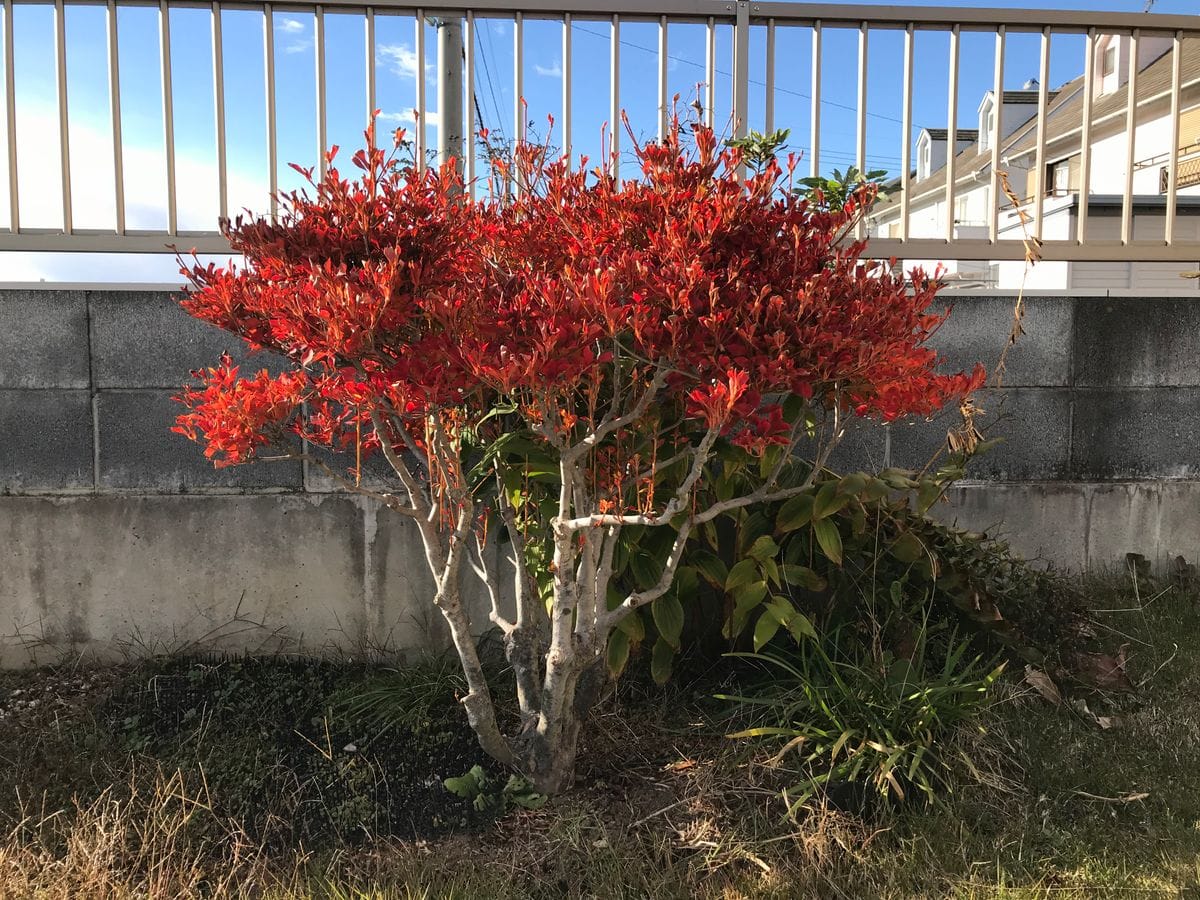 和風のドウダンツツジを”切るレポ” 紅葉しました