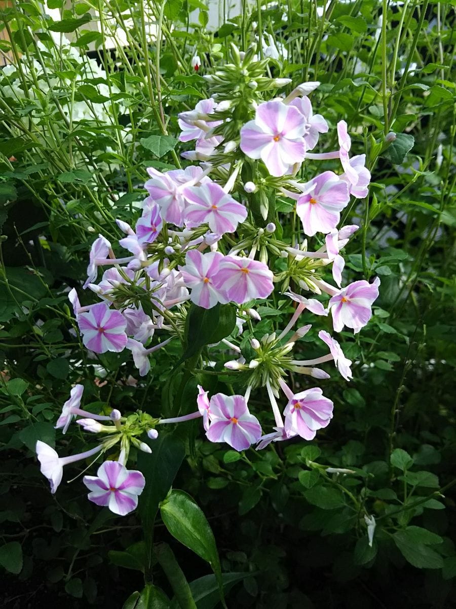 挿し木のフロックス 開花