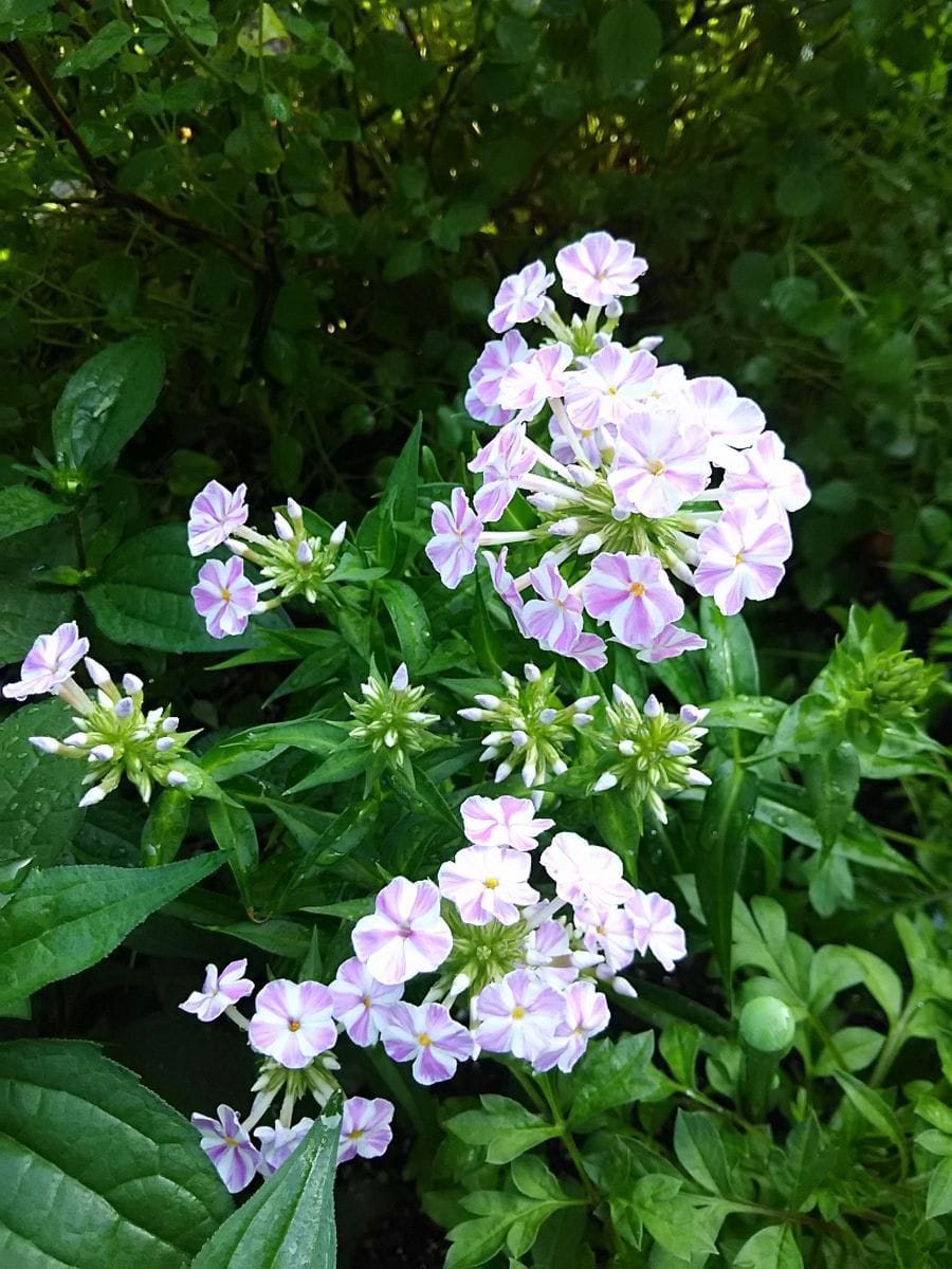 挿し木のフロックス 二番花です