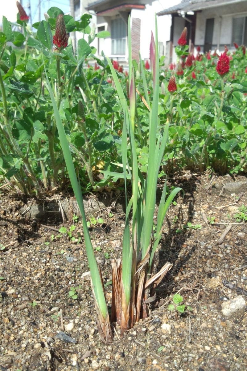 アヤメを株分けして育てる つぼみ（花苞）が見える　見える