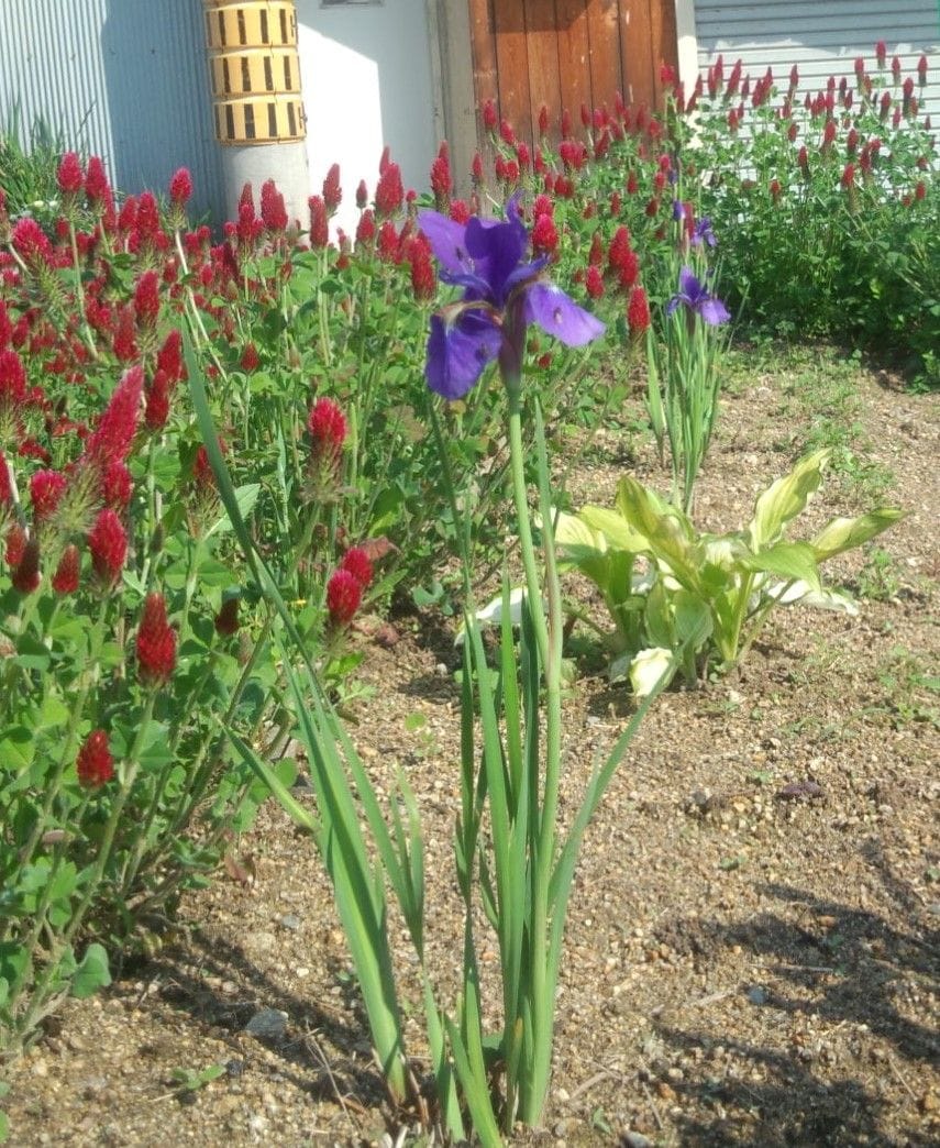 アヤメを株分けして育てる アヤメの花が咲きました