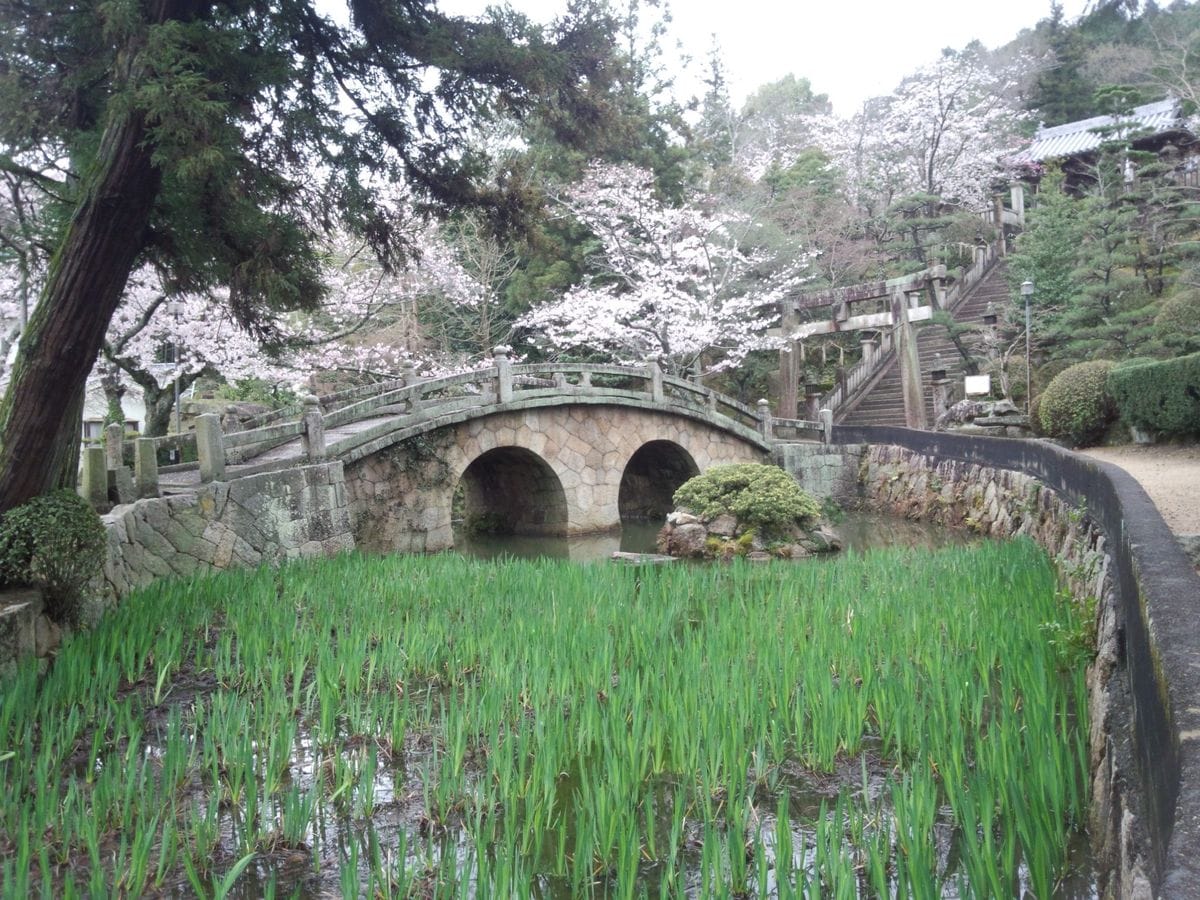 伝統植物　燕子花を育てる 池の手入れが終わりました