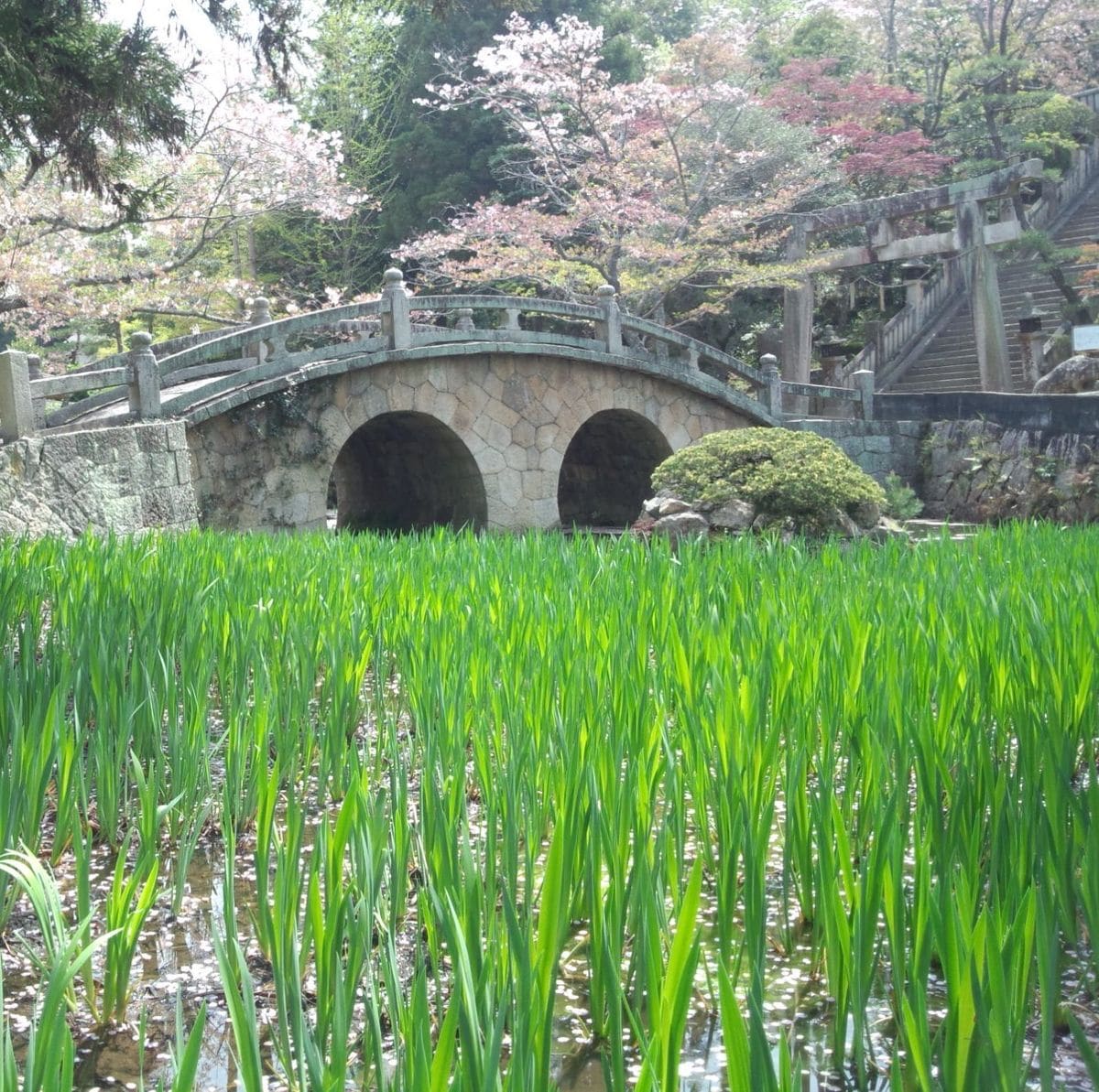 伝統植物　燕子花を育てる 葉がグングン伸びてきたぞーーー