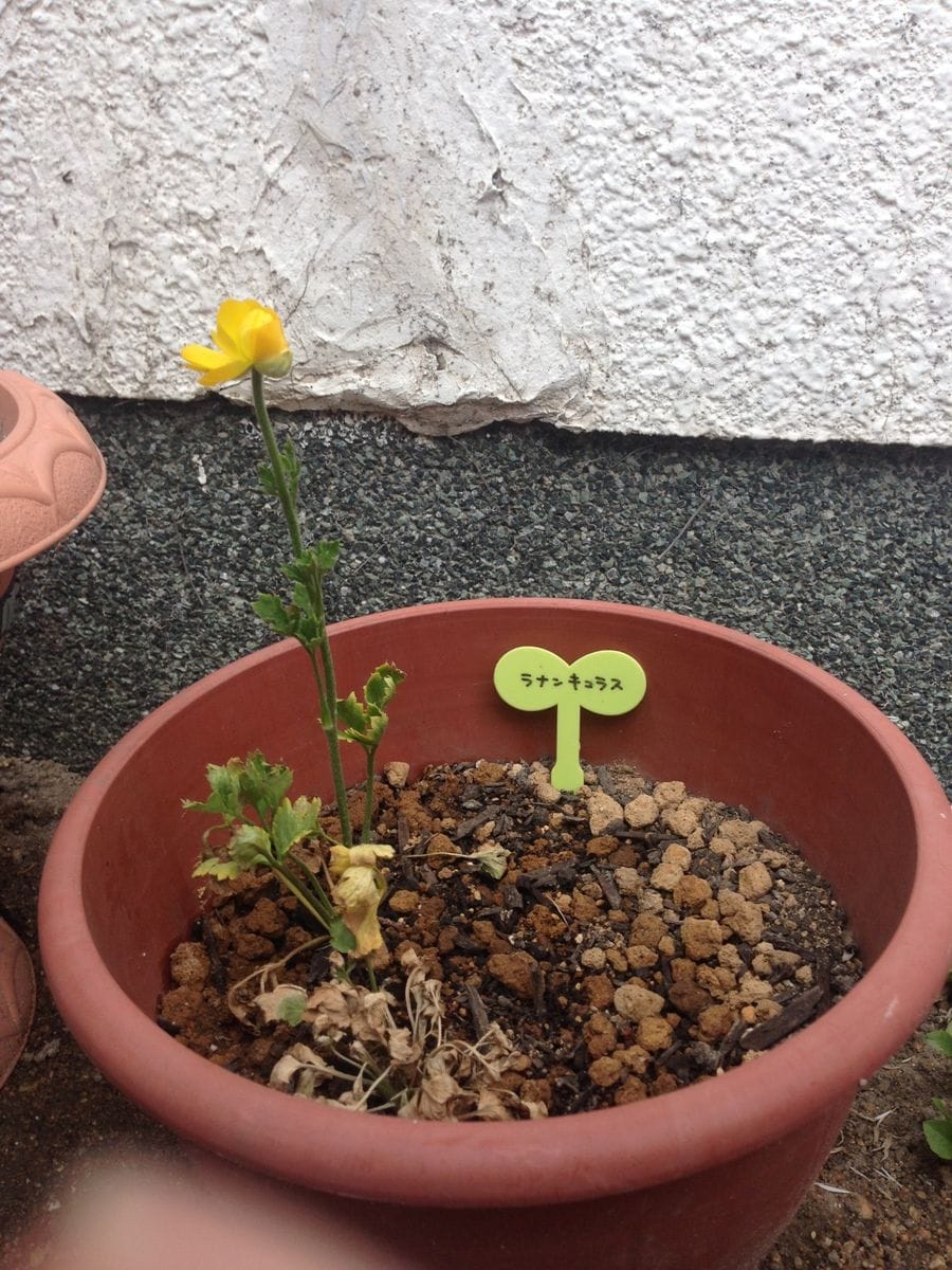 ラナンキュラス やっと花が