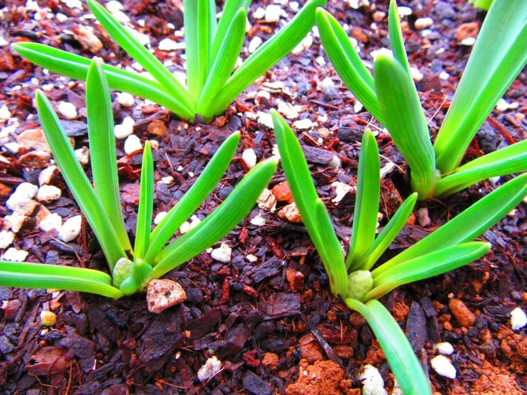 屋内に飾る目的のミニムスカリ育成　パート② 花蕾の見どころ　最低気温が影響する？