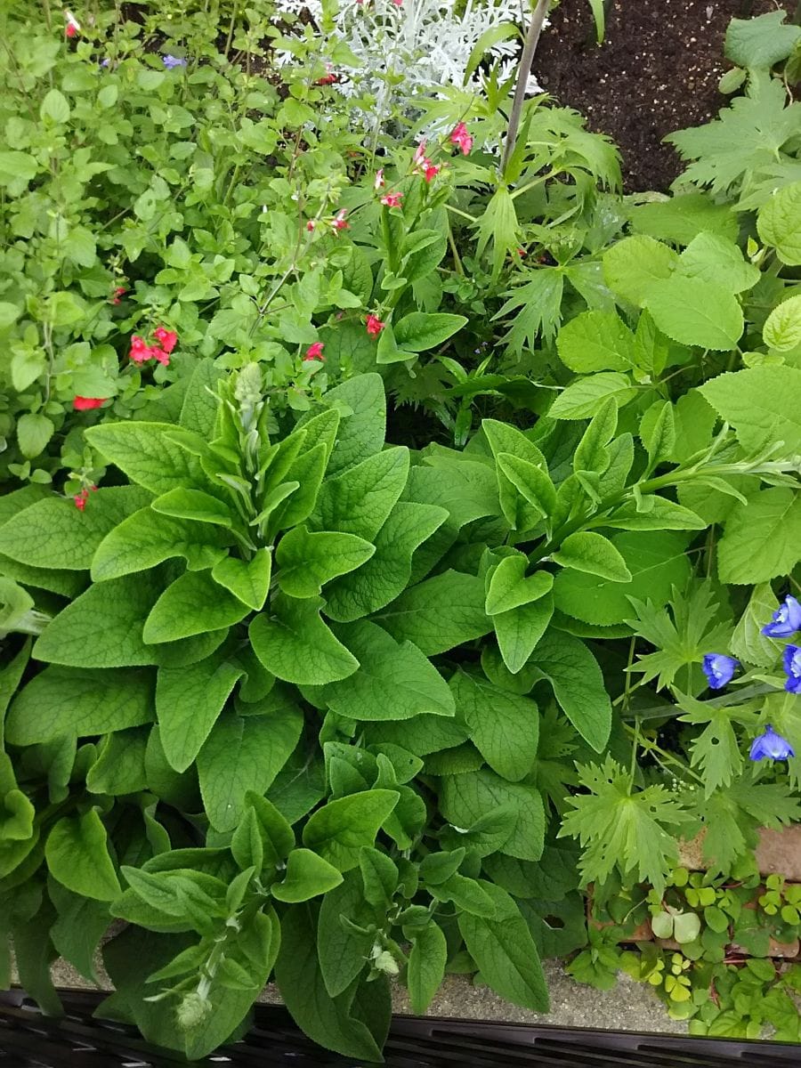 はじめましてのジギタリス 花茎が伸びてきました