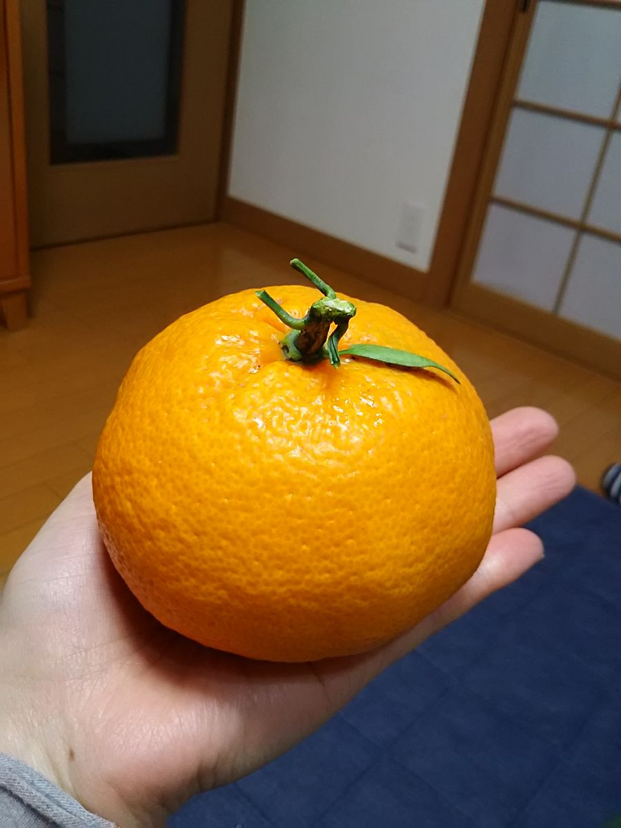 みかんの鉢植え 収穫しました