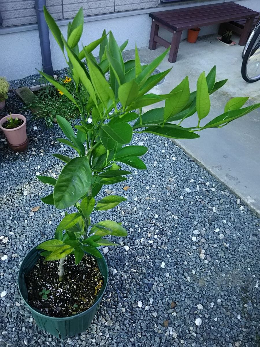 みかんの鉢植え 植えつけから３ヶ月