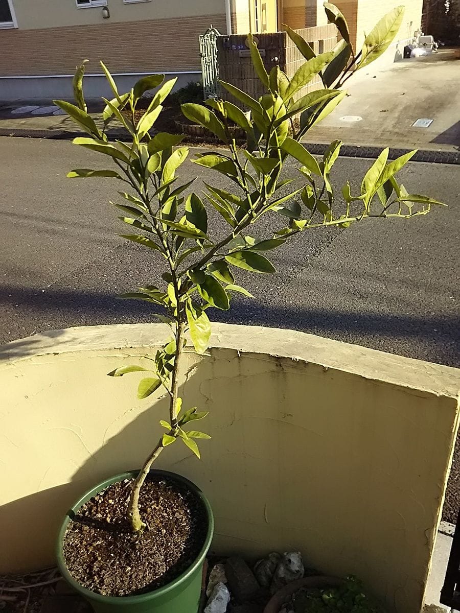 みかんの鉢植え 鉢増し