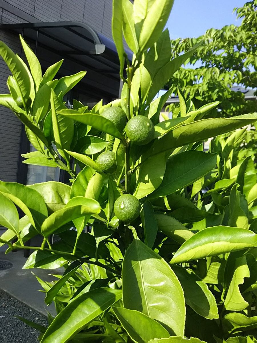 みかんの鉢植え 小さな青い実