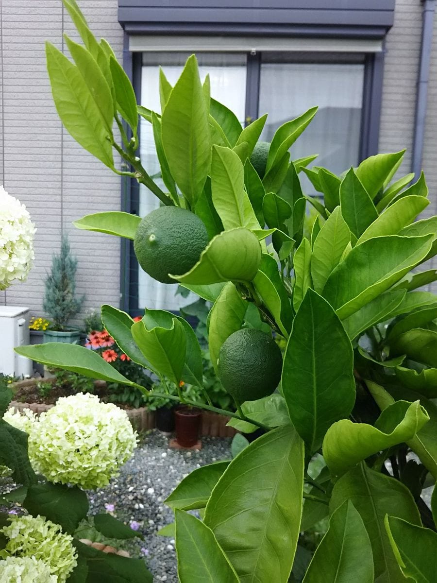 みかんの鉢植え 摘果はじめました