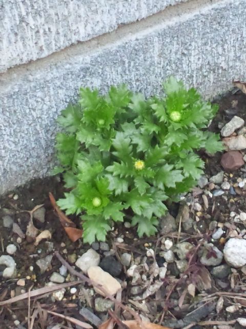 ノースポール こぼれ種の芽からつぼみ