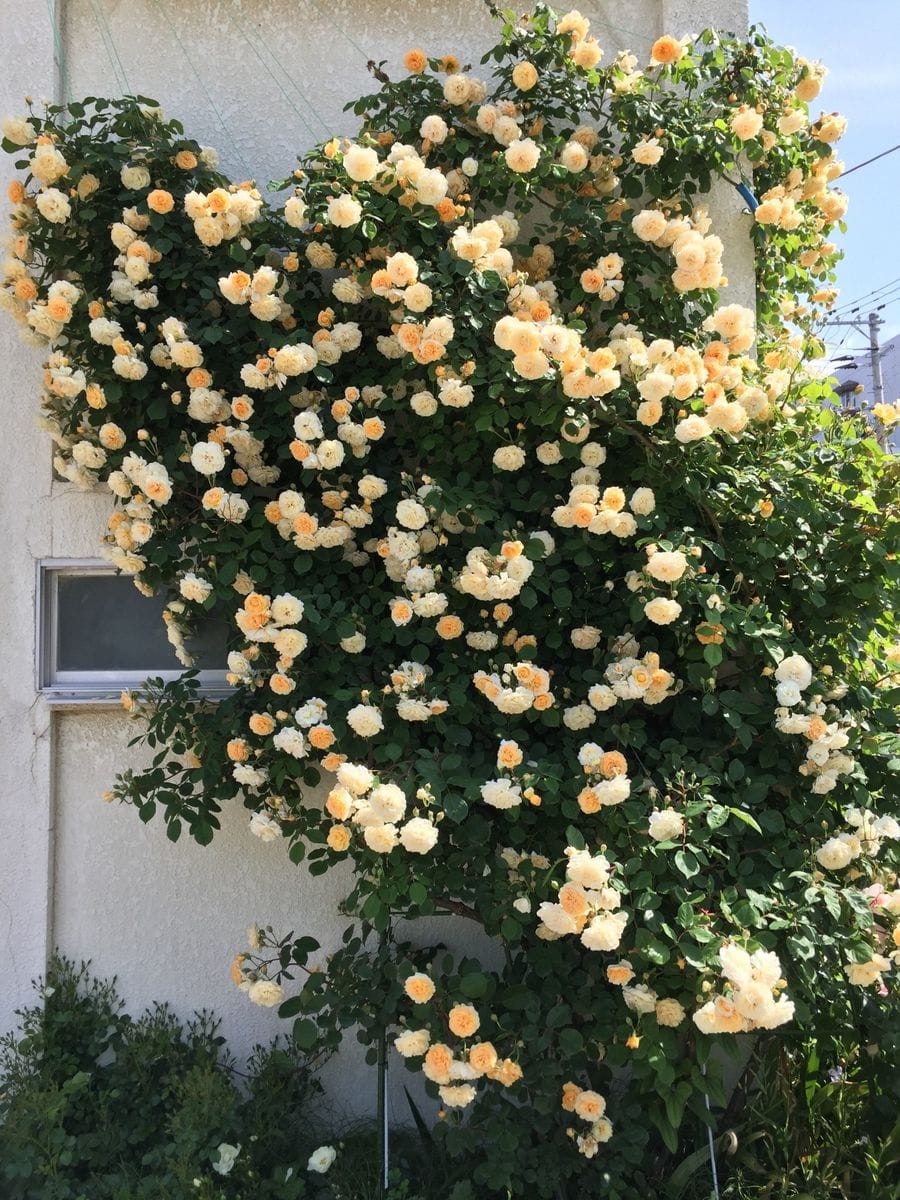 庭の薔薇さんたち 薔薇の花芽さん