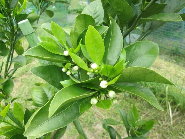 スイートスプリング育つの・・・？ スイートスプリングの花