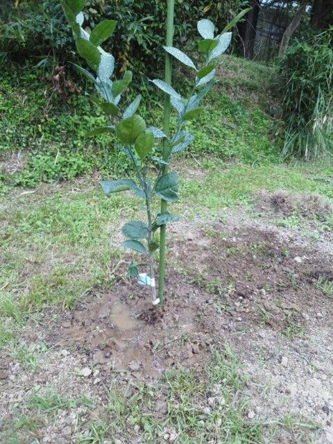 スイートスプリング育つの・・・？ 植え付け