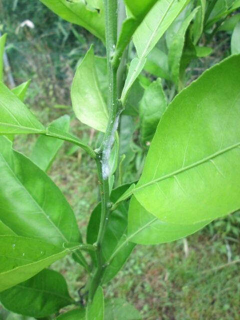 スイートスプリング育つの・・・？ 貝殻虫の成虫・・・