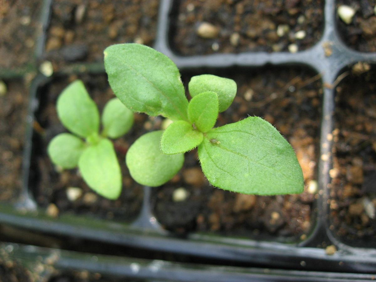 自家採種　ジニア　綺麗な花を見させて 8本だけ発芽