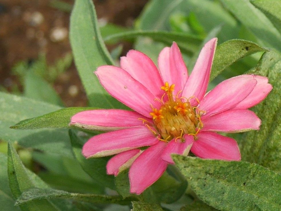 自家採種　ジニア　綺麗な花を見させて ６本全部に一輪ずつ花が咲きました